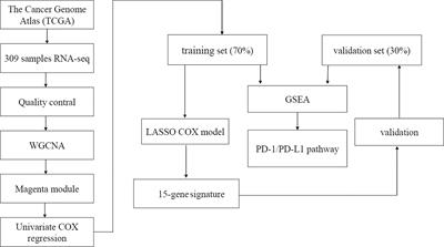 Development and Validation of an Immune-Related Prognostic Signature in Cervical Cancer